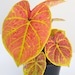 see more listings in the Caladium section