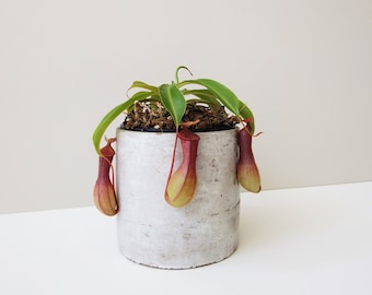 Carnivorous Plant *RARE* | Nepenthes x VENTRATA Pitcher Plant | Collector plant