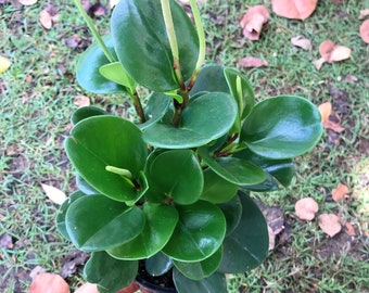 Peperomia Obtusifolia | Peperomia Jade | Baby Rubber plant | Pepper face | Easy care | Indoor plant