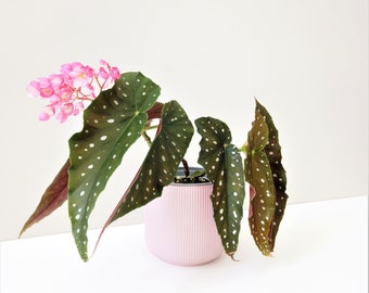 Begonia Maculata Flamingo Queen l Polka Dot Begonia | Angel wing Begonia | Houseplant