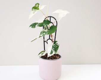 Syngonium Fantasy | High Variegation | Syngonium Albo-Variegatum | Variegated Aroid Australia | Collector plant | Easy Houseplant