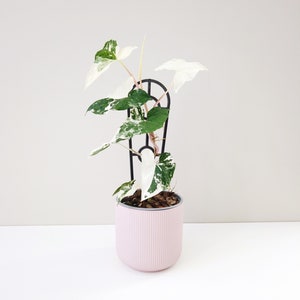 Syngonium Fantasy | High Variegation | Syngonium Albo-Variegatum | Variegated Aroid Australia | Collector plant | Easy Houseplant