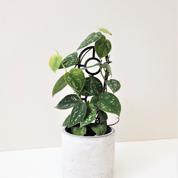 Satin Pothos | Scindapsus Pictus Argyraeus *Multi Planted* | Silver Aroid | Easy trailing Houseplant | Uncommon Indoor plant | Easy Care