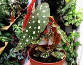 Rare Indoor BEGONIA MACULATA WIGHTII . Stunning housplant, Sydney Stock