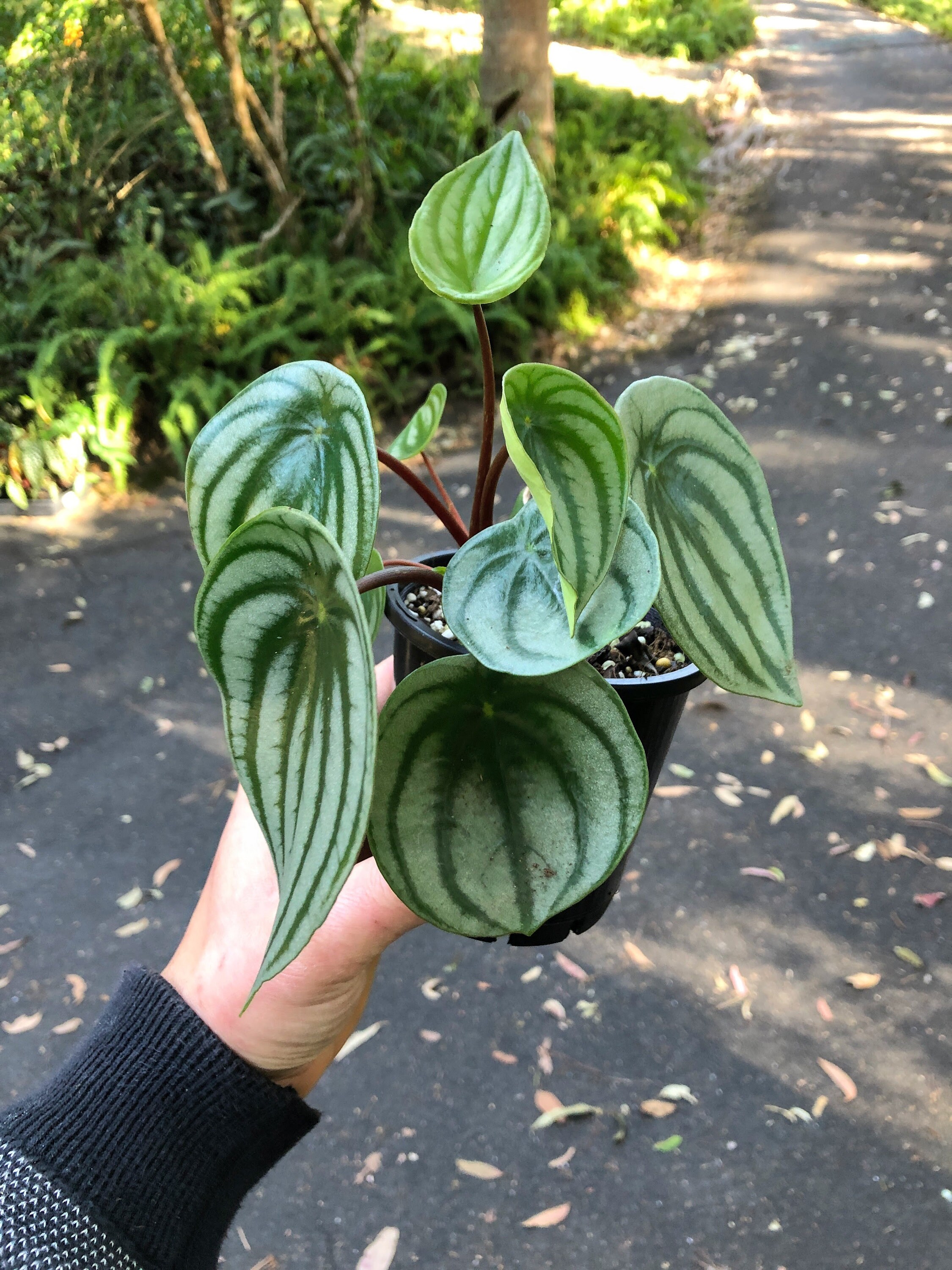 Peperomia Watermelon Peperomia Argyreia Indoor Plant Etsy Australia