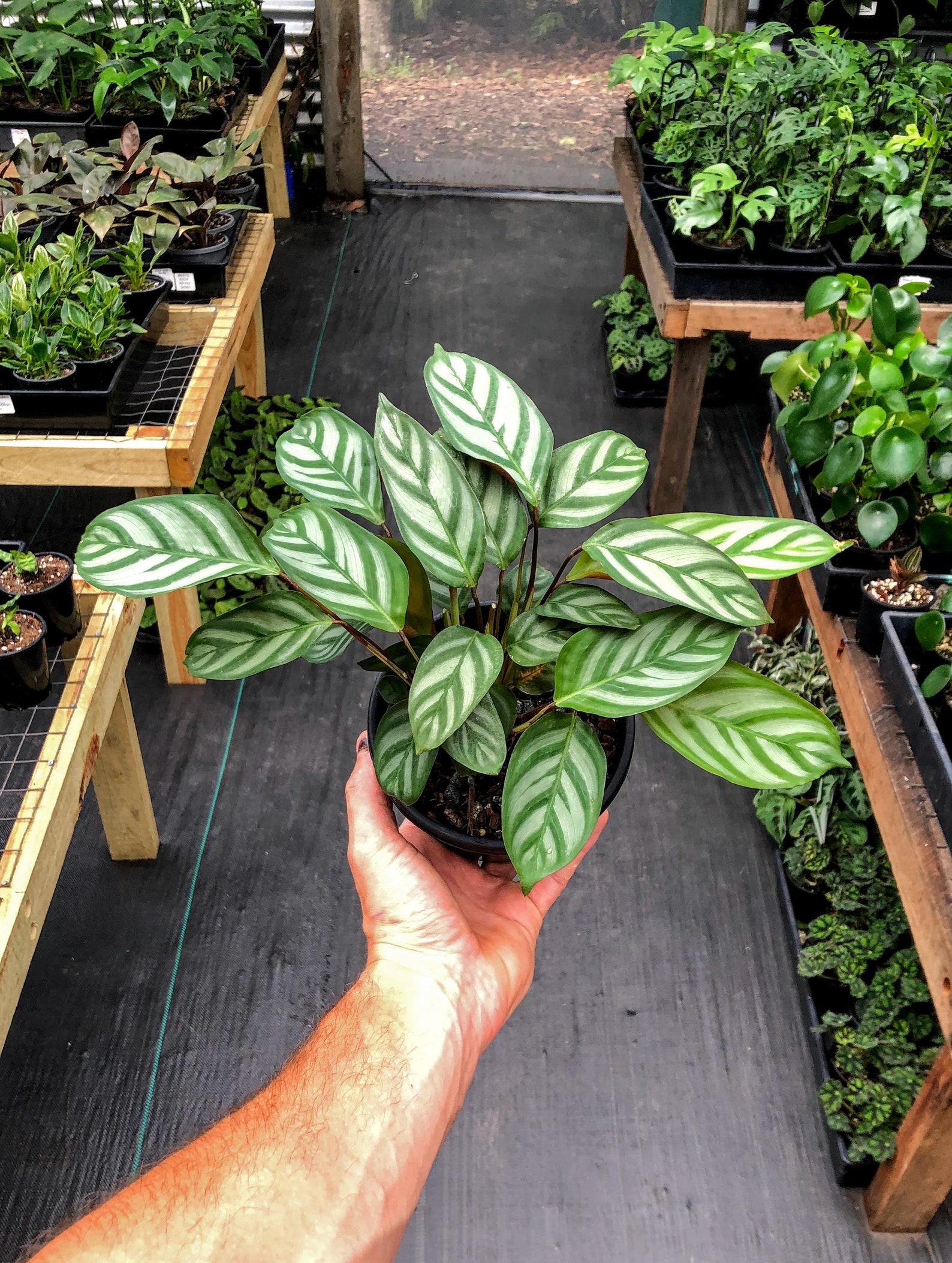 Setosa Grey Star LARGE Prayer plant Indoor plant Easy Etsy