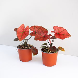 two Caladium Red rain on a white background