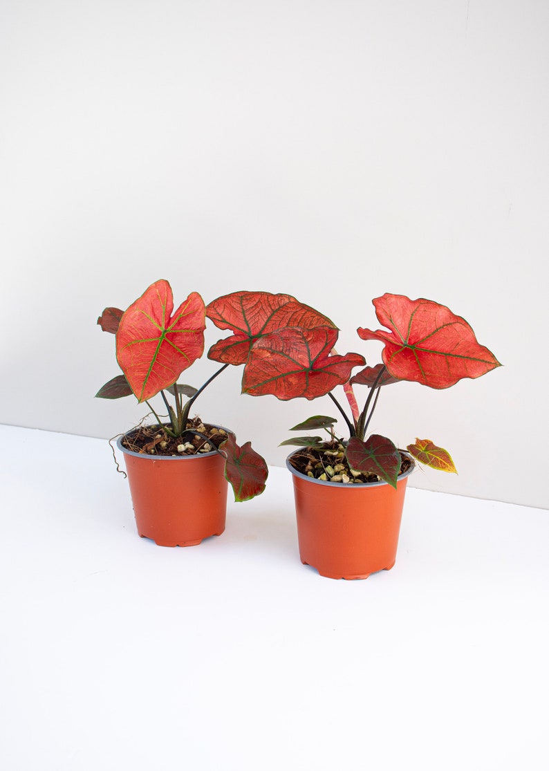 two Caladium Red rain on a white background