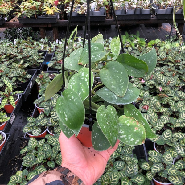 Scindapsus Pictus Argyraeus *in hanging basket*, multi planted | Satin Pothos | Vining plant Houseplant