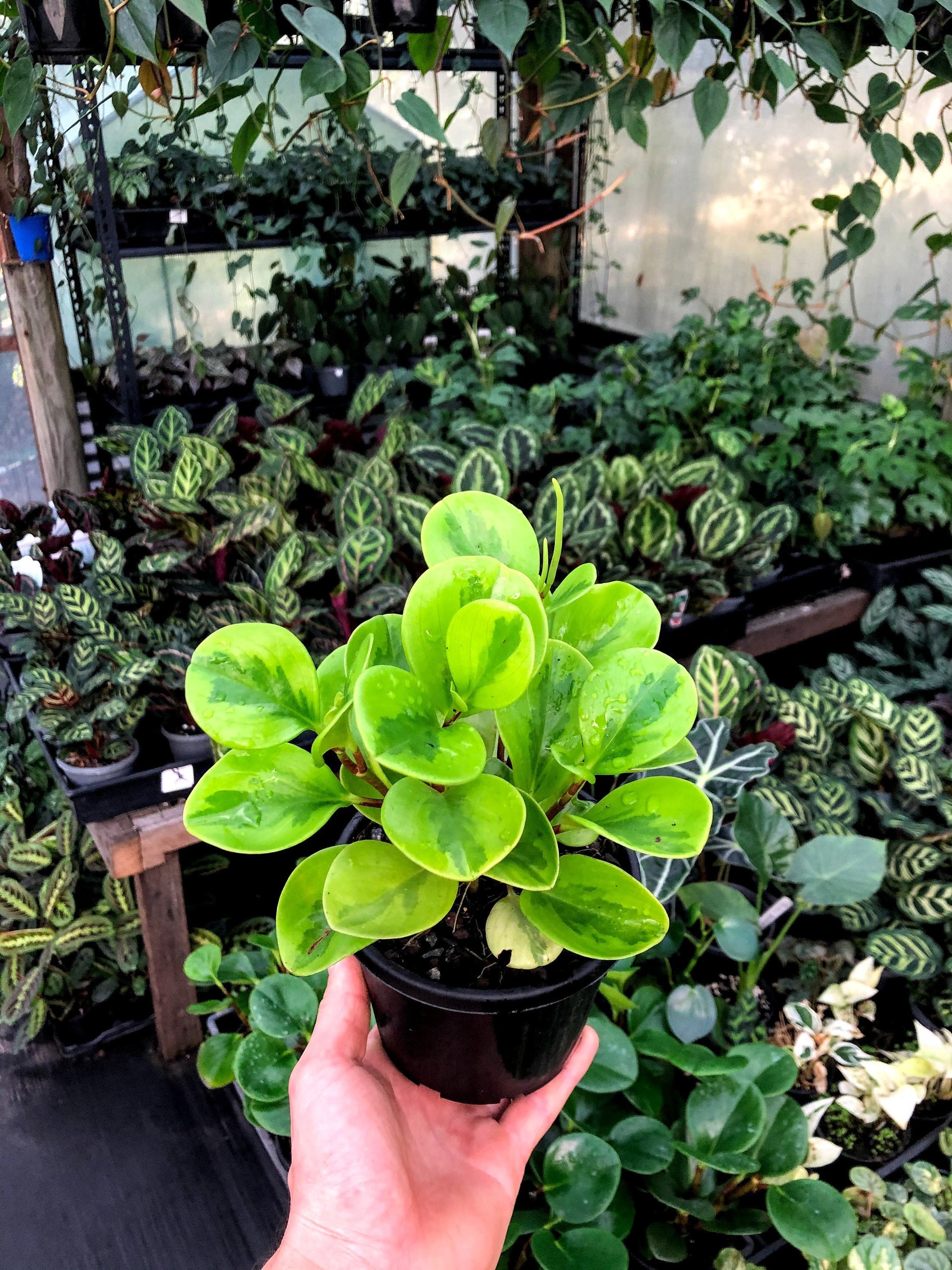 Peperomia obtusifolia