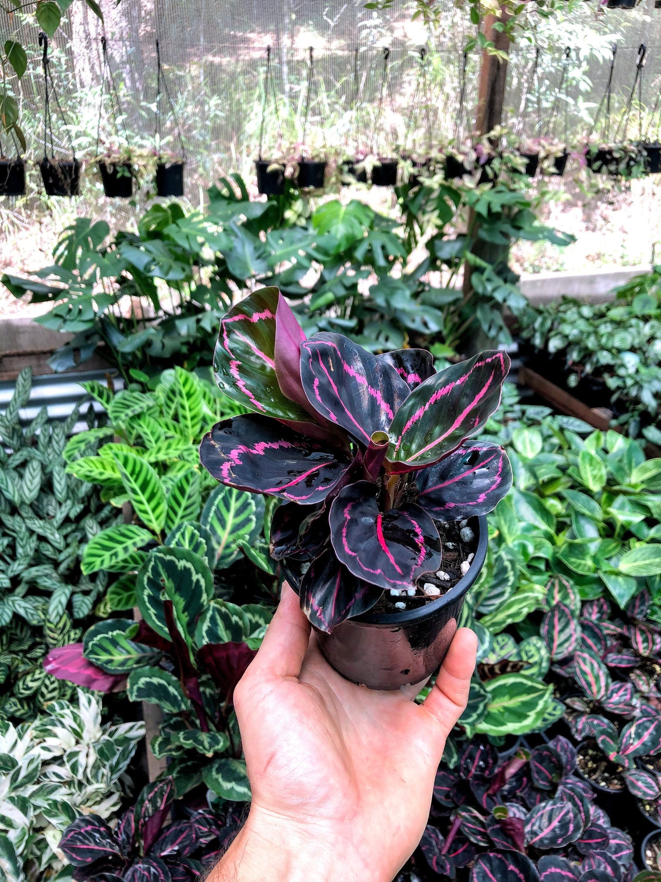 Calathea Dottie Pet Safe