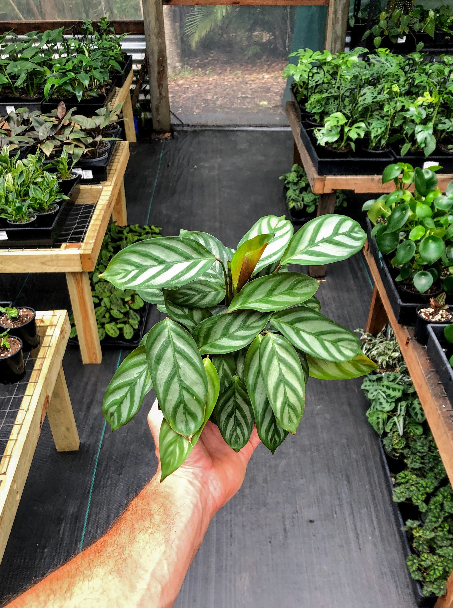 Setosa Grey Star LARGE Prayer plant Indoor plant Easy Etsy