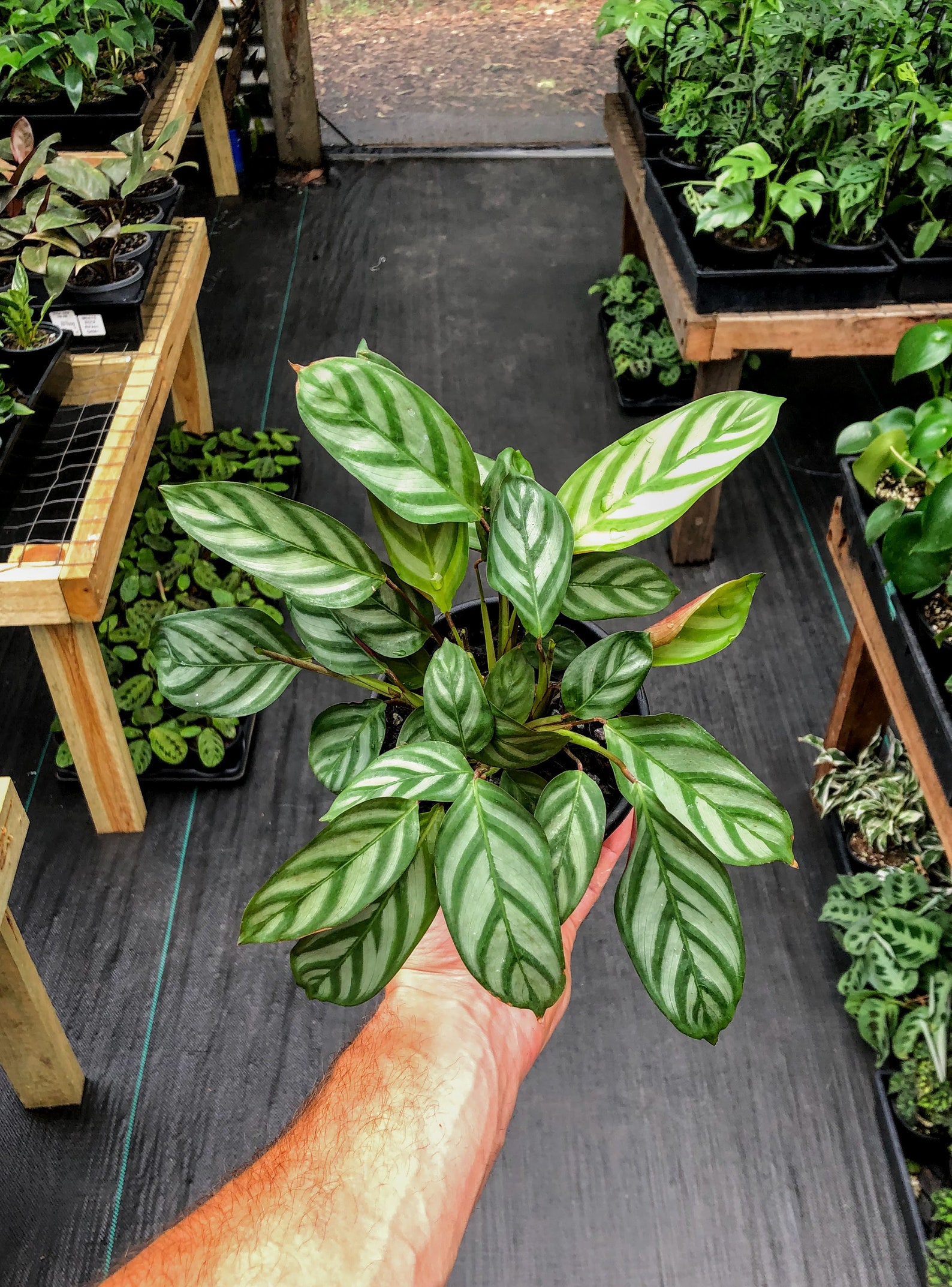 Ctenanthe Setosa Grey Star