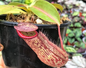 Carnivorous Plant *RARE* | Nepenthes x MIRANDA Pitcher Plant | Collector plant