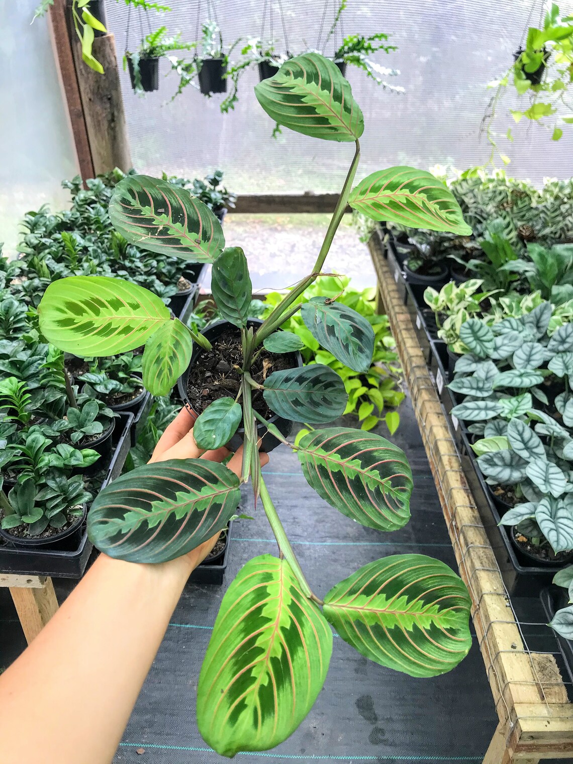 Red Vein Maranta Prayer Plant Indoor plant Easy care Etsy