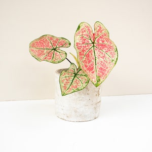 Caladium Hybrid Raspberry Moon | Pink Cloud | Collector striking caladium | Rare Caladium | Colourful Caladium Australia | Purifying Plant