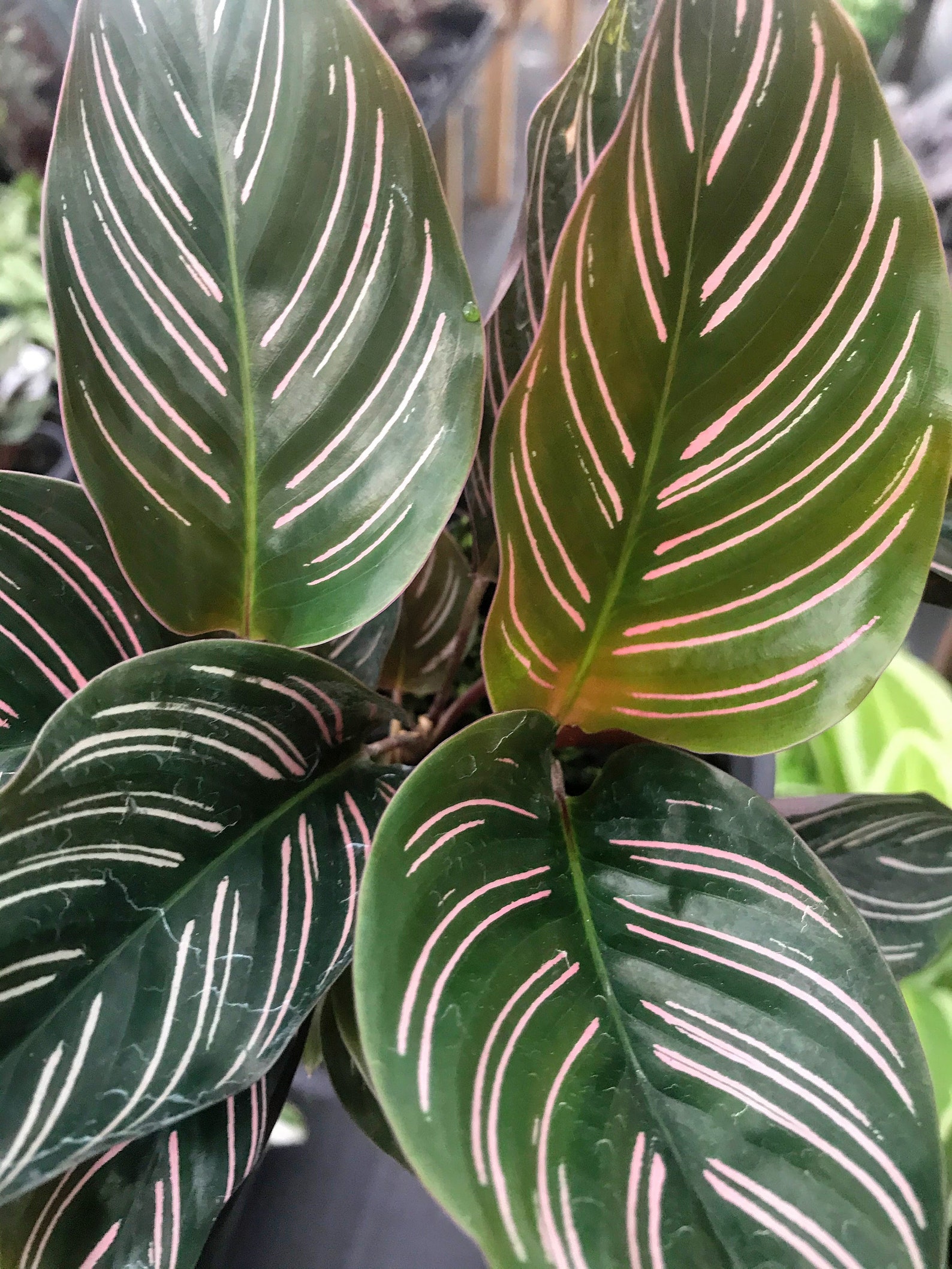 calathea