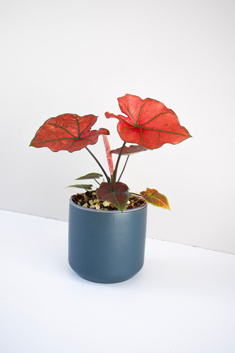 Rare caladium australia Caladium Red rain