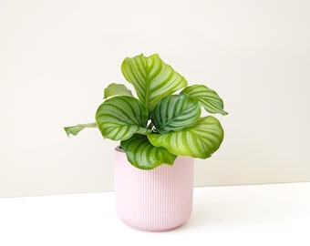 Calathea Orbifolia | Orbifolia Prayer plant | Australian Plants | Indoor plant | Easy Houseplant | Prayer Plant