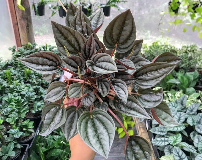 Indoor Plants Delivery in Australia by YoungleafAustralia on Etsy