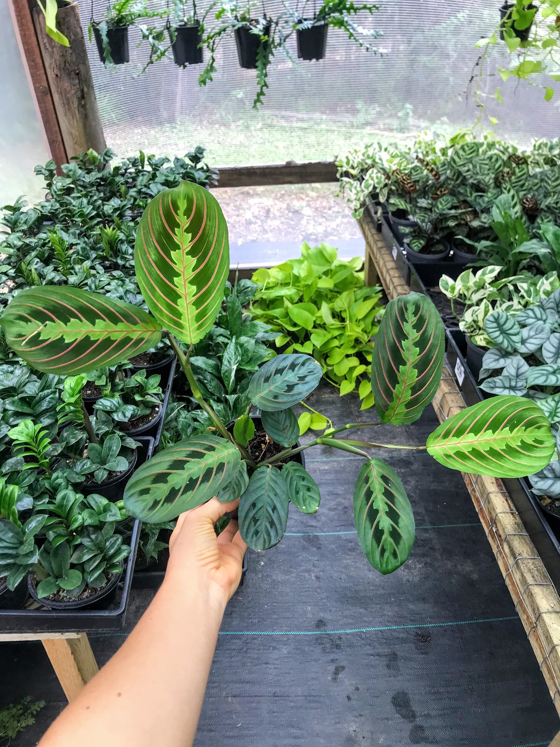 Red Vein Maranta Prayer Plant Indoor plant Easy care Etsy