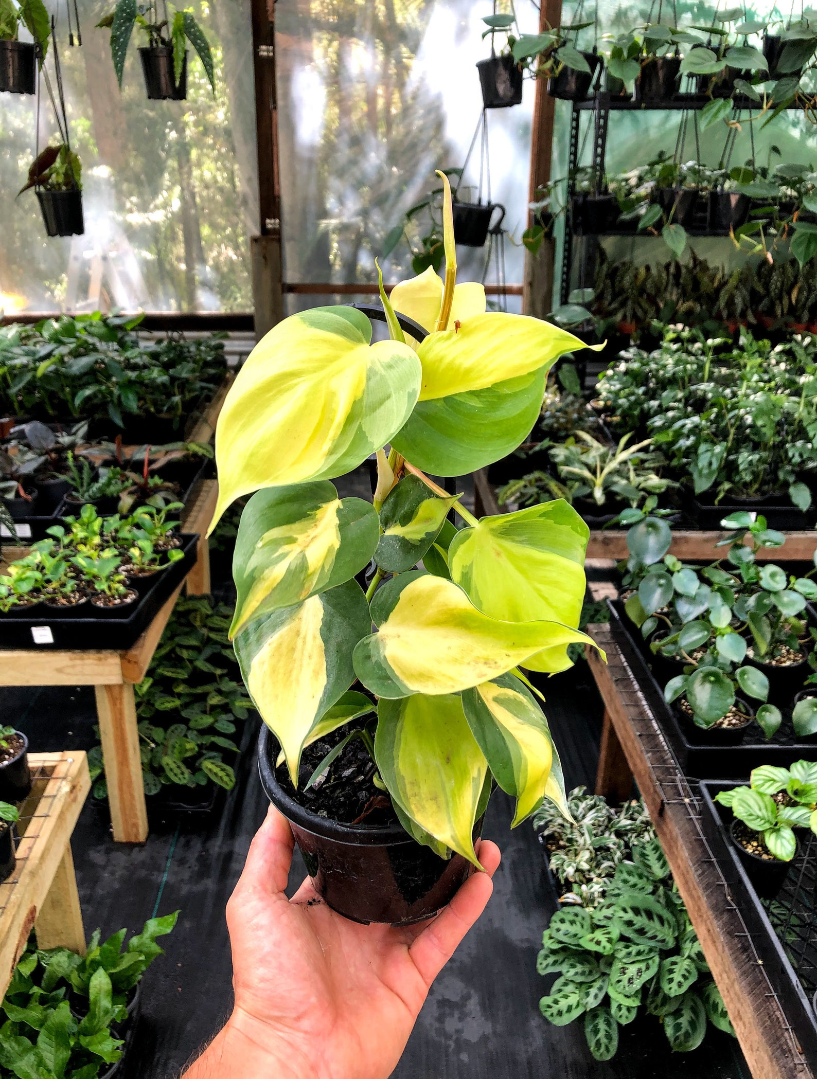 Heart Leaf Philodendron Plant