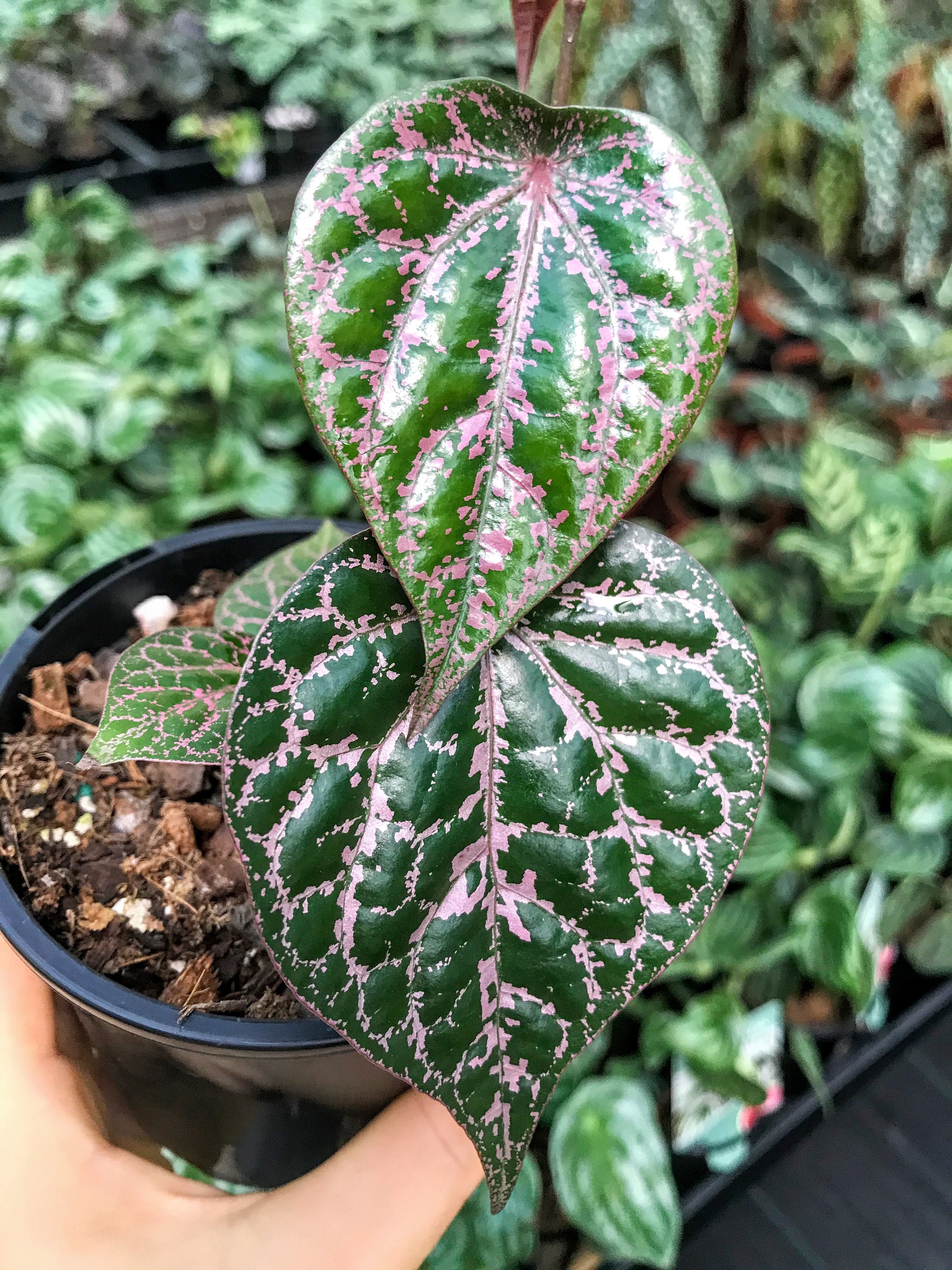 Piper Crocatum Piper Ornatum Red betel leaf Indoor Etsy