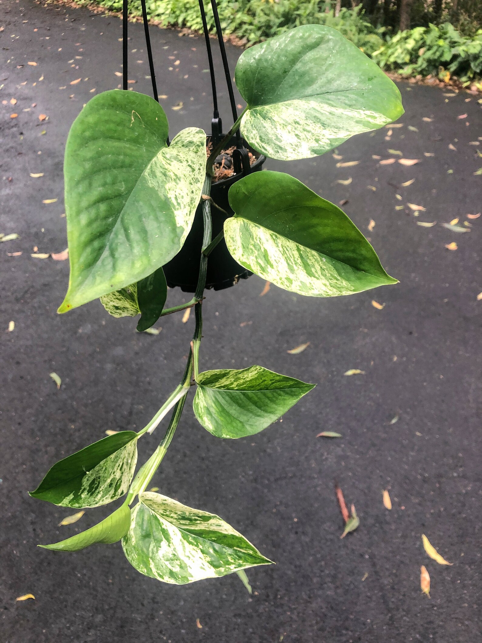Marble Queen Pothos Epipremnum Aureum Devils Ivy Easy Etsy