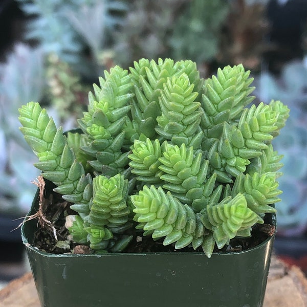 Watch Chain - Crassula Muscosa - 2" Succulent - Live Succulent Plant