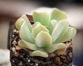 Echeveria - Topsy Turvy - 2 quot Succulent - Live House Plant - Rare Succulents