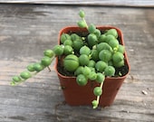 Senecio Rowleyanus - String of Pearls 2 quot - Live Succulents