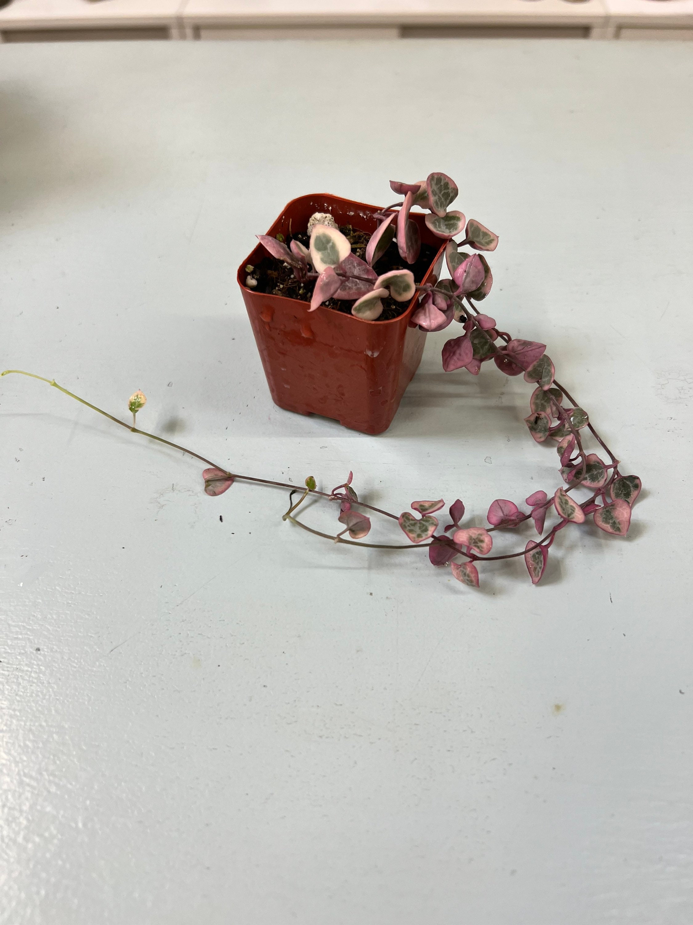 Variegated String of Hearts Variegated Ceropegia Woodii Etsy