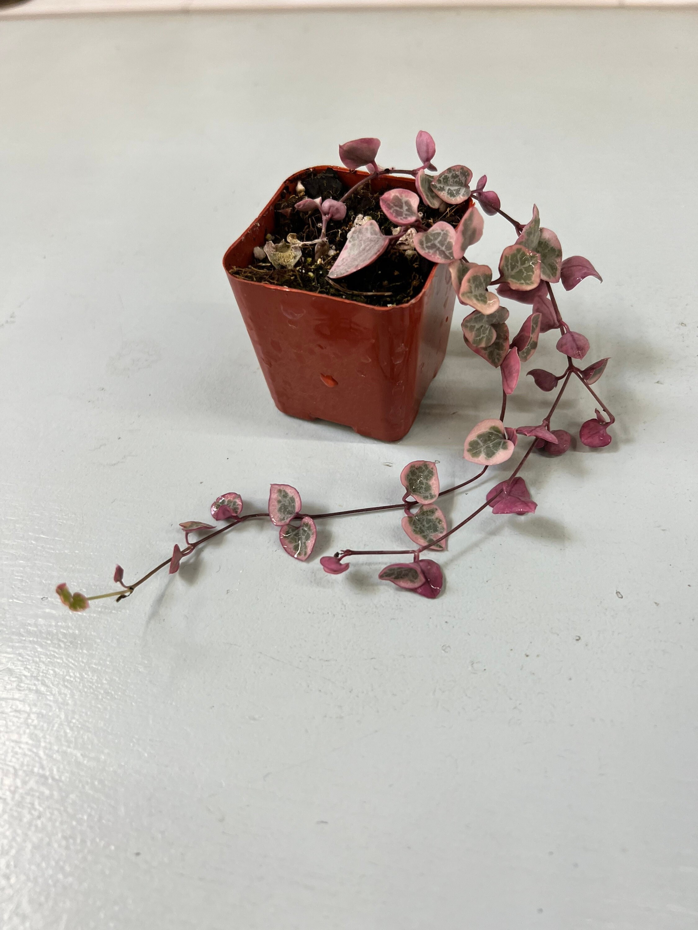 Variegated String of Hearts Variegated Ceropegia Woodii Etsy