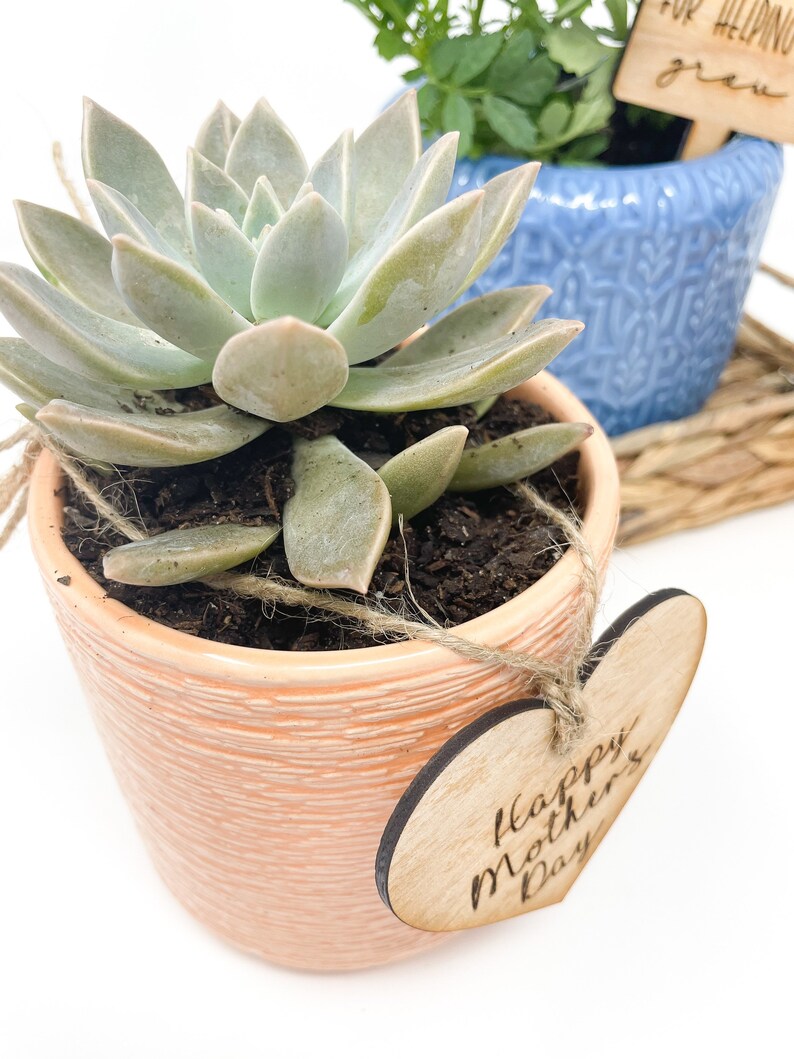 May include: A succulent plant in a peach-colored ceramic pot with a heart-shaped wooden tag that says "Happy Mother's Day".