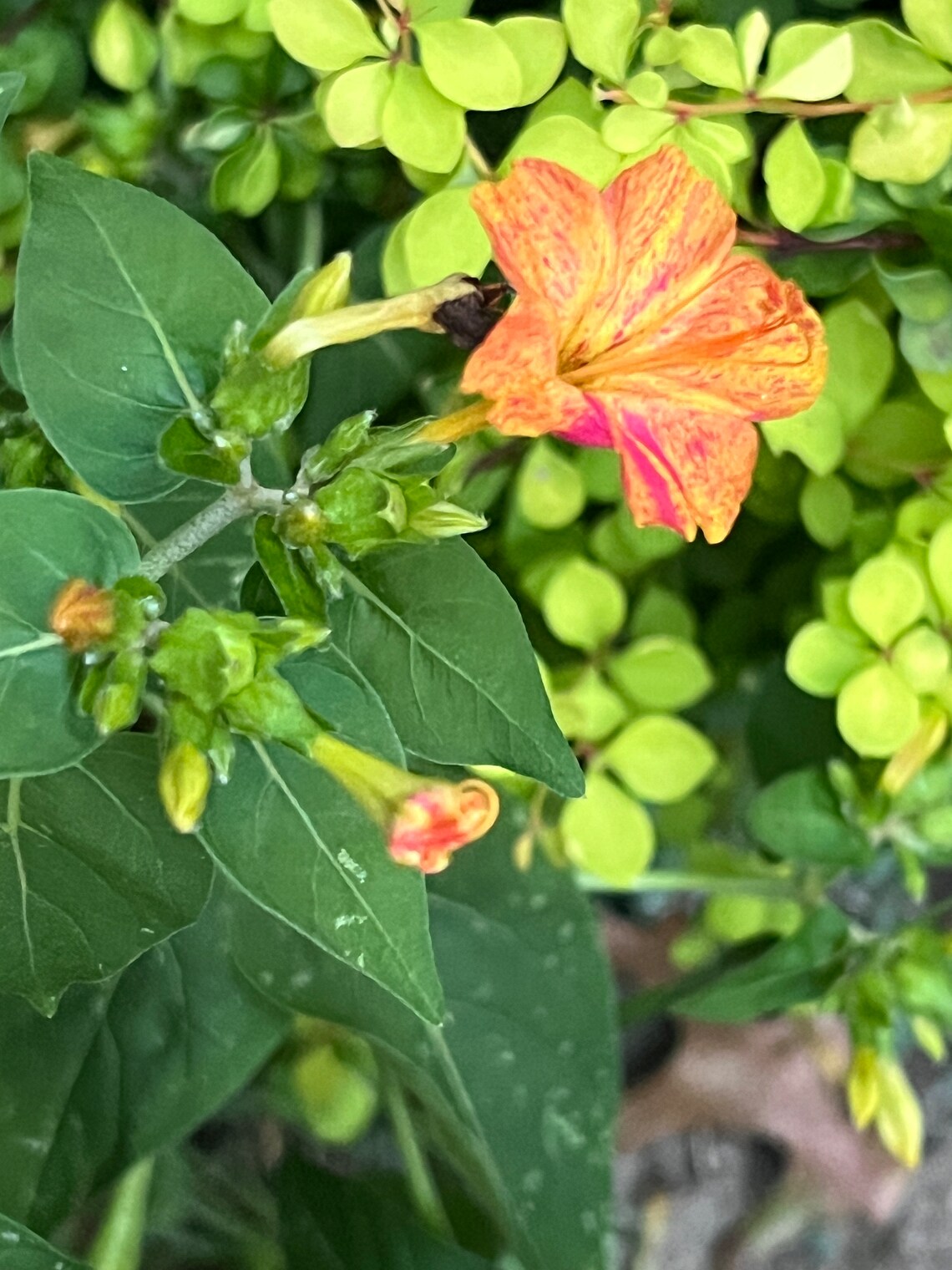 2023 Harvest 10 Seeds Mirabilis Jalapa, Bloom at Night, Four Oclock