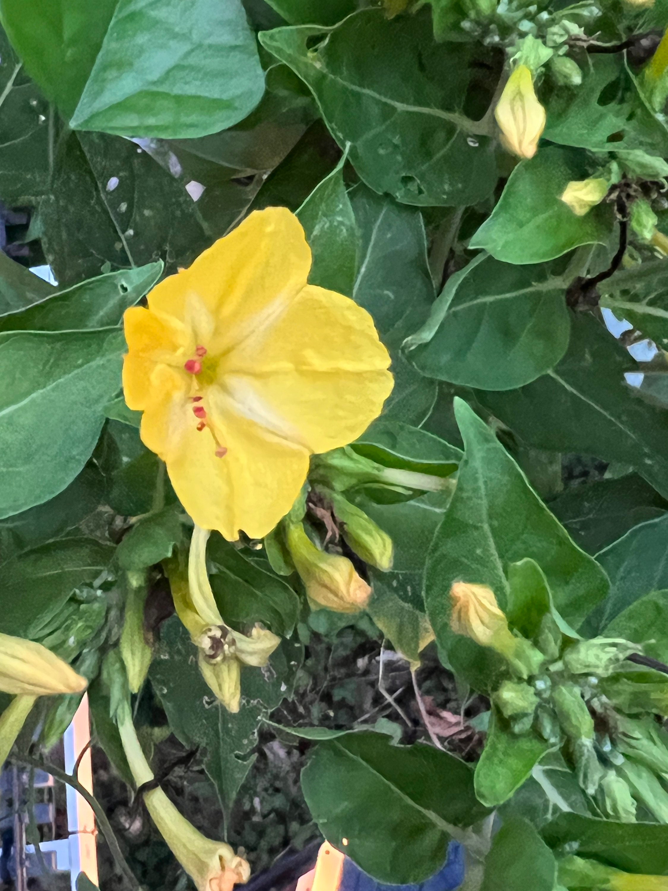 2023 Harvest, 20 Seeds Mirabilis Jalapa, Bloom at Night, Four Oclock