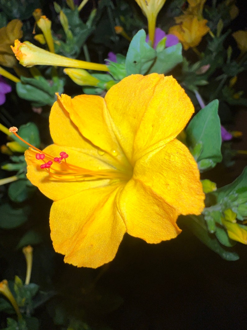 2023 Harvest, 20 Seeds Mirabilis Jalapa, Bloom at Night, Four Oclock Flower Seed, 4 Oclock