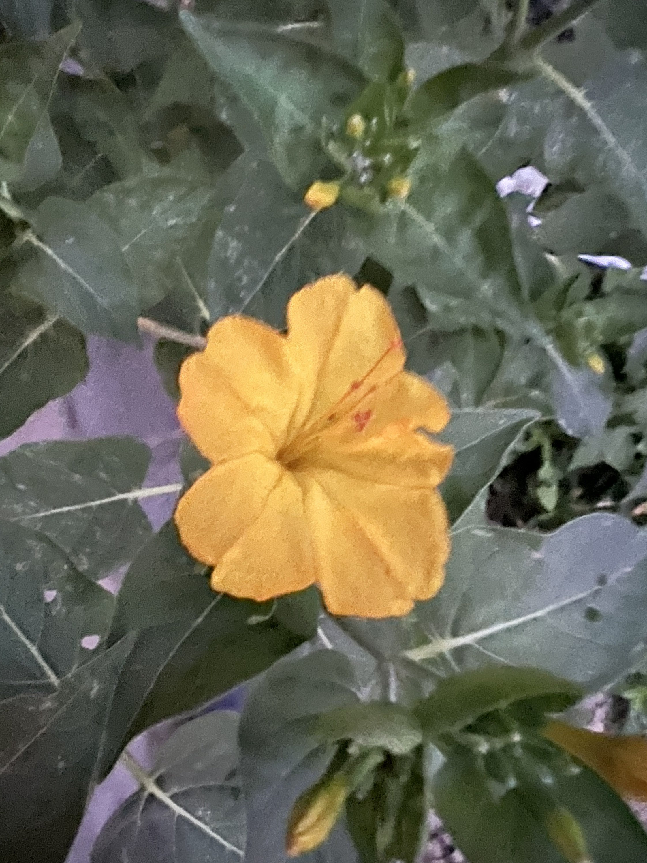 2023 Harvest, 20 Seeds Mirabilis Jalapa, Bloom at Night, Four Oclock
