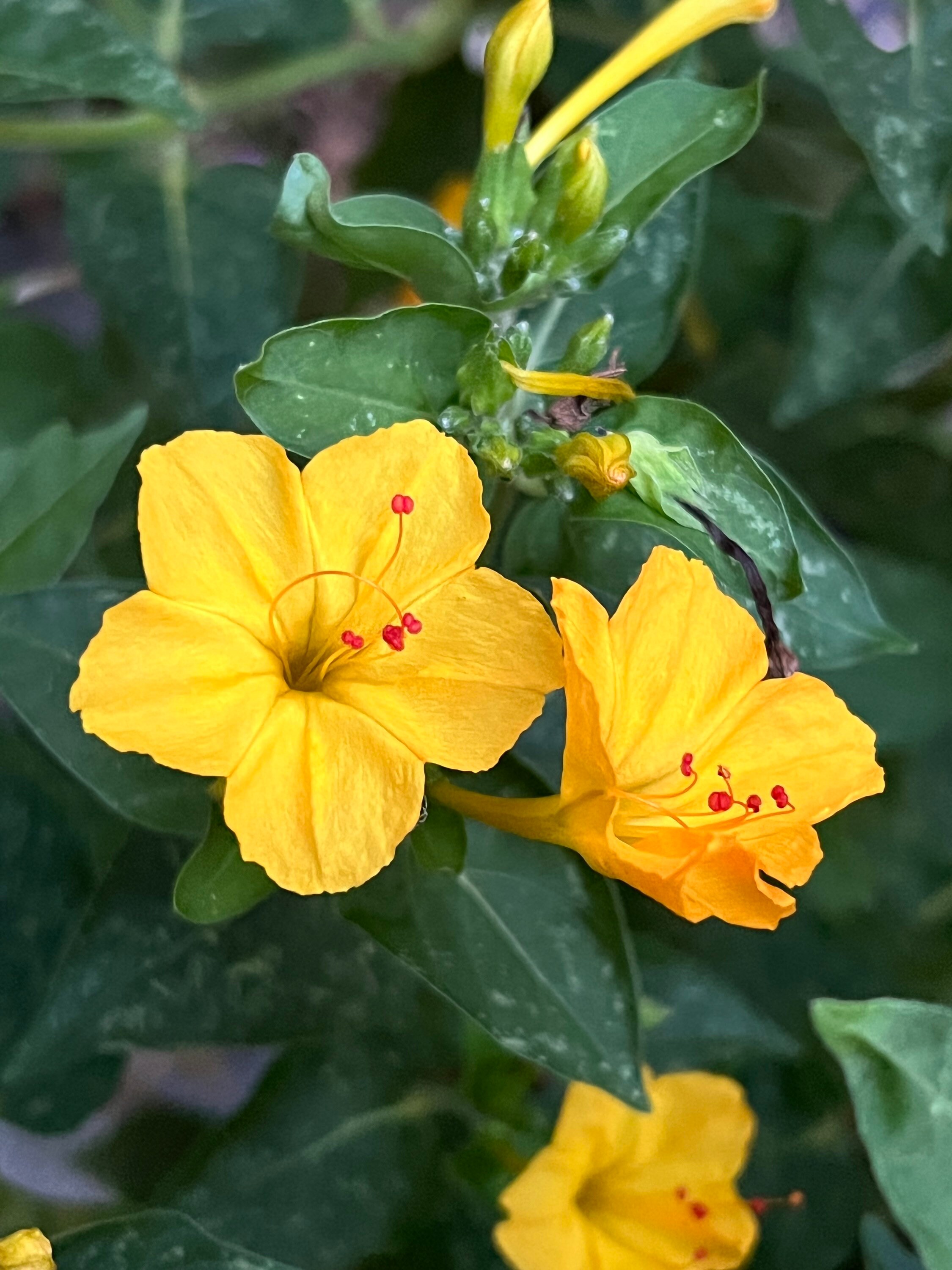 2023 Harvest, 20 Seeds Mirabilis Jalapa, Bloom at Night, Four Oclock