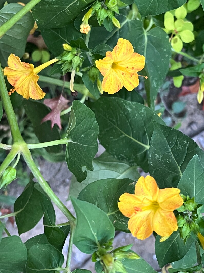 2023 Harvest 10 Seeds Mirabilis Jalapa, Bloom at Night, Four Oclock