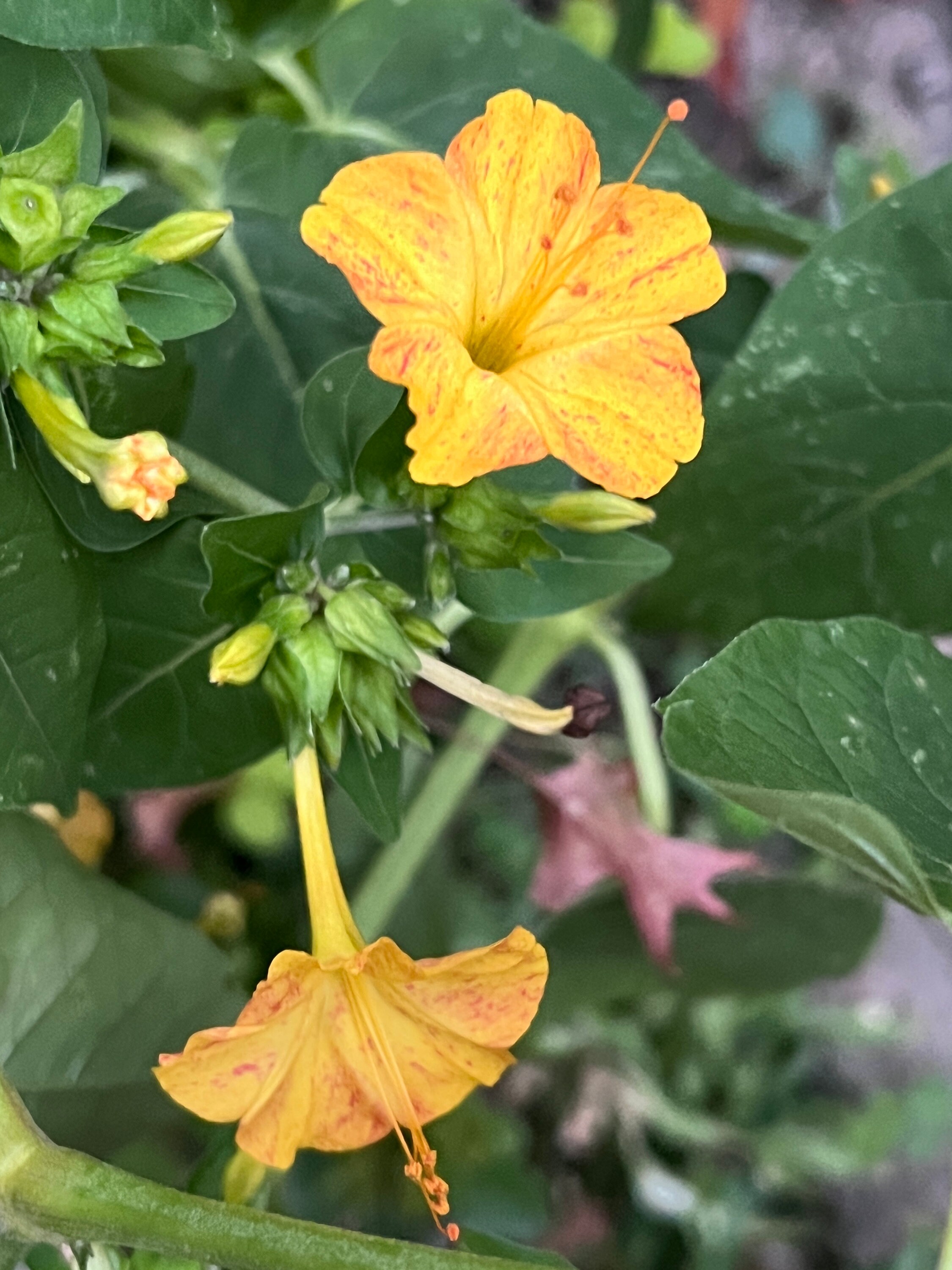 2023 Harvest 10 Seeds Mirabilis Jalapa, Bloom at Night, Four Oclock