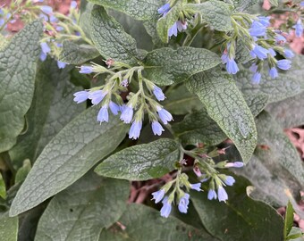 Blue flower, comfrey, starter plant, bare root