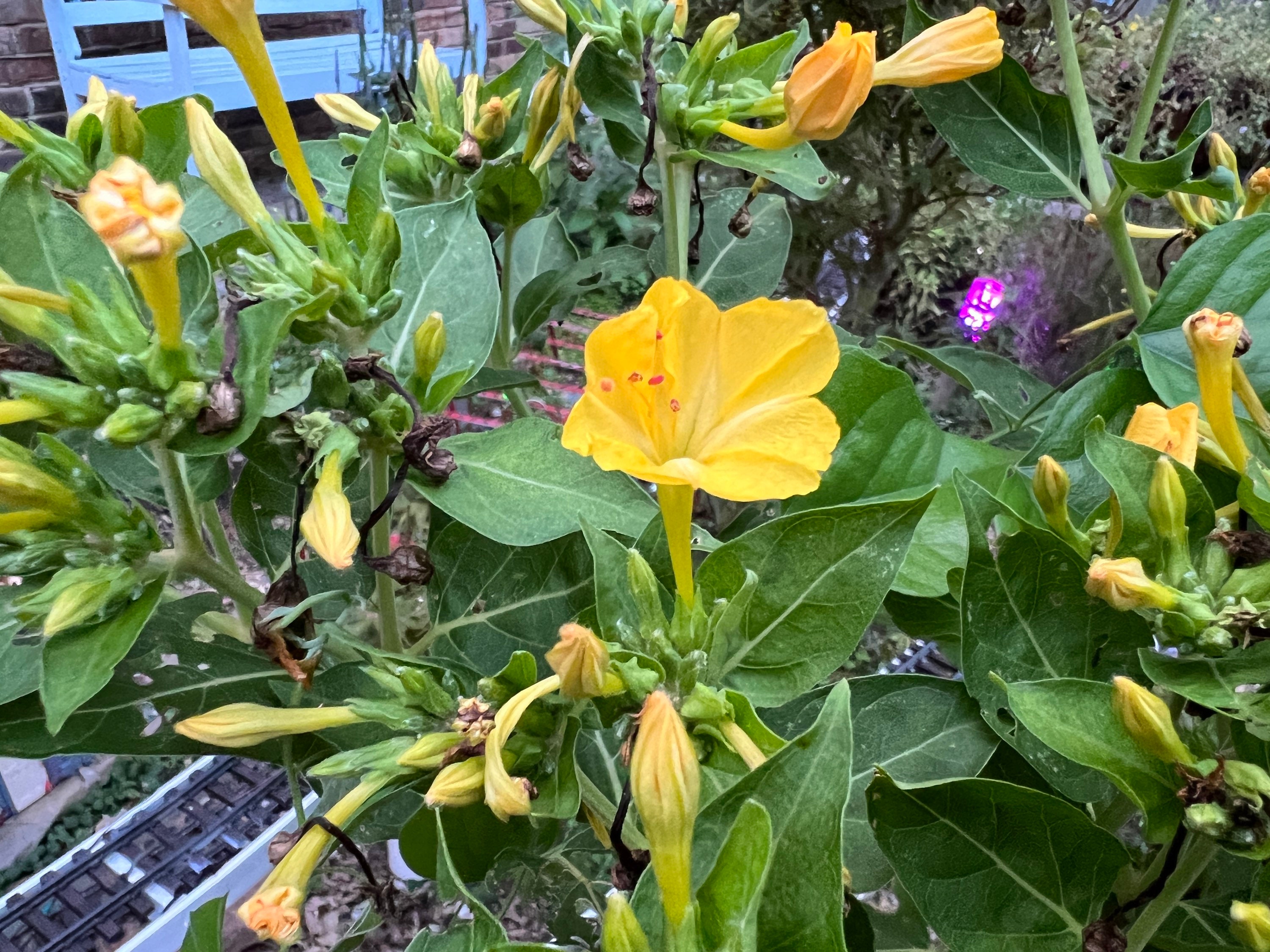 2023 Harvest, 20 Seeds Mirabilis Jalapa, Bloom at Night, Four Oclock