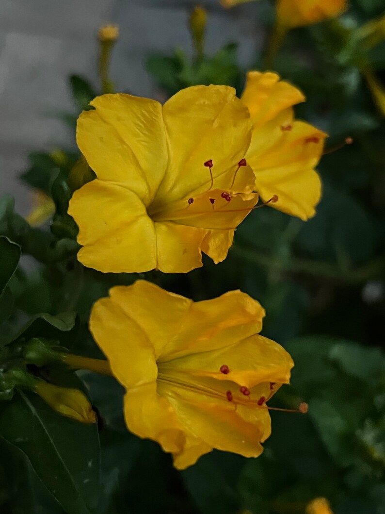 2023 Harvest, 20 Seeds Mirabilis Jalapa, Bloom at Night, Four Oclock