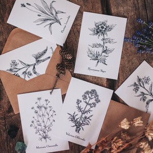 Set of 5x Postcards of Herbs / Original botanical art / Green witch postcards / Original gift / Wicca