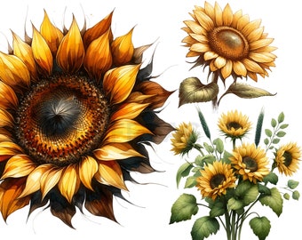 25 PNG Images Sunflowers Clipart Transparent Background Commercial Use