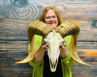 ram horns Large Real ram horns On medallion