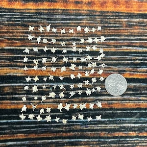 May include: A collection of small, white, star-shaped objects arranged in a grid pattern on a brown wooden surface. A silver US quarter is included for scale.