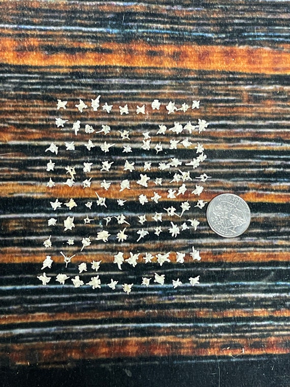 100 Real Tiny Prairie Rattlesnake Vertebrae Vertebrea bone gothic voodoo witchcraft craft art Jewelry beads steampunk necklace earrings ring