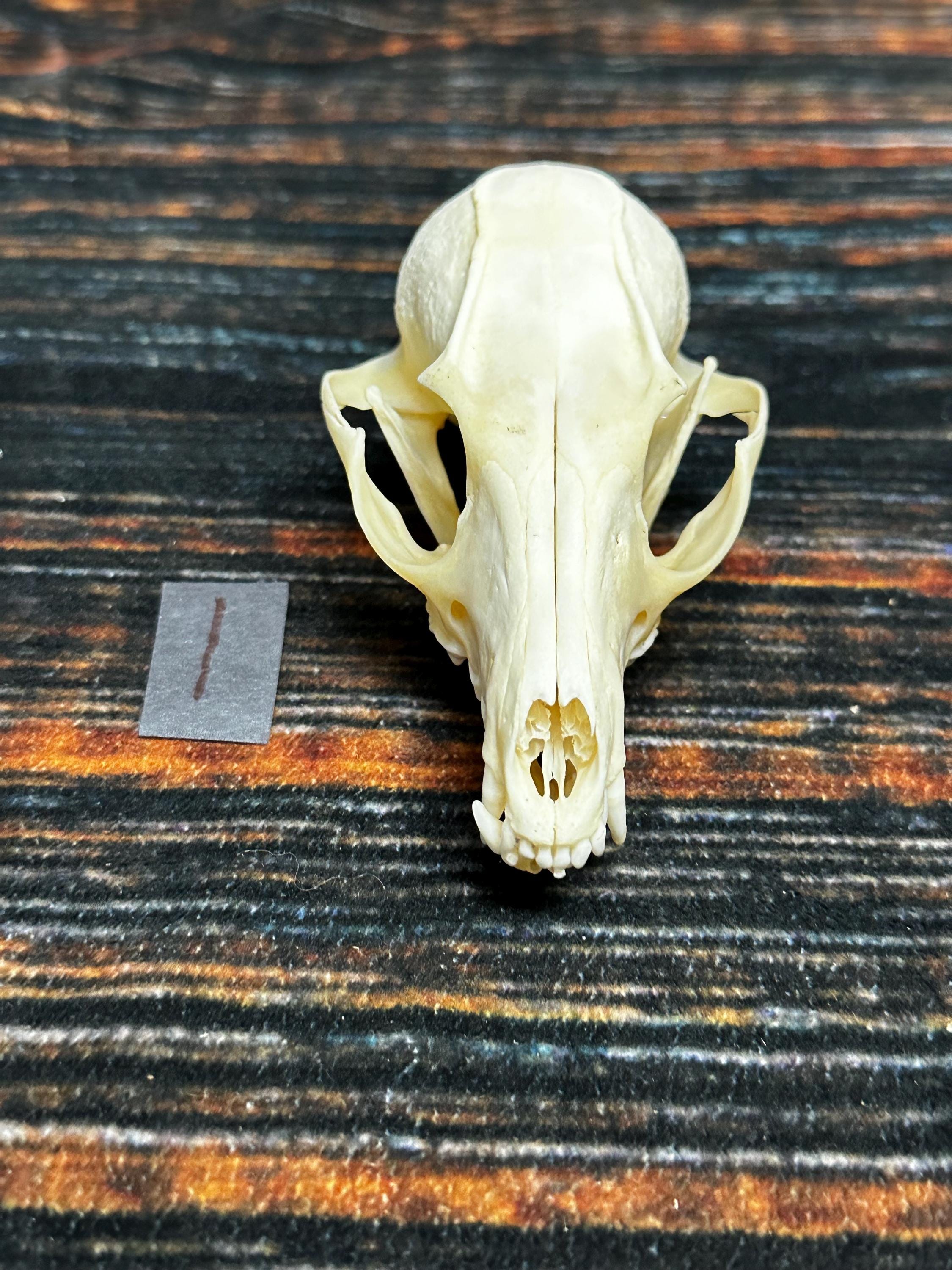Real Grey Fox Unique Animal Mount Christmas Gift Skull Art Craft